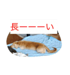 まったりダックス賢（個別スタンプ：8）