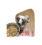 まったりダックス賢（個別スタンプ：9）