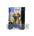まったりダックス賢（個別スタンプ：10）