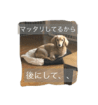 まったりダックス賢（個別スタンプ：11）