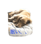 まったりダックス賢（個別スタンプ：13）