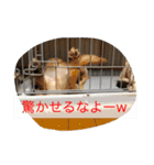 まったりダックス賢（個別スタンプ：18）