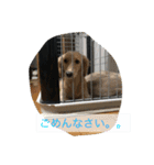 まったりダックス賢（個別スタンプ：19）