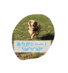 まったりダックス賢（個別スタンプ：23）