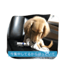 まったりダックス賢（個別スタンプ：25）