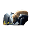 まったりダックス賢（個別スタンプ：27）