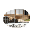まったりダックス賢（個別スタンプ：28）