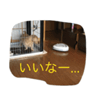 まったりダックス賢（個別スタンプ：29）