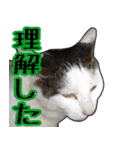 【関西弁】表情豊かな猫ちゃん達。6（個別スタンプ：2）