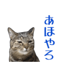 【関西弁】表情豊かな猫ちゃん達。6（個別スタンプ：4）