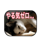 【関西弁】表情豊かな猫ちゃん達。6（個別スタンプ：6）