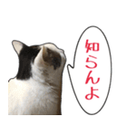 【関西弁】表情豊かな猫ちゃん達。6（個別スタンプ：8）