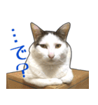 【関西弁】表情豊かな猫ちゃん達。6（個別スタンプ：11）