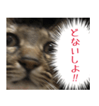 【関西弁】表情豊かな猫ちゃん達。6（個別スタンプ：12）