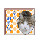 【関西弁】表情豊かな猫ちゃん達。6（個別スタンプ：17）