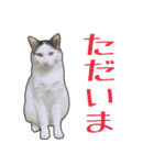 【関西弁】表情豊かな猫ちゃん達。6（個別スタンプ：18）