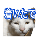 【関西弁】表情豊かな猫ちゃん達。6（個別スタンプ：22）