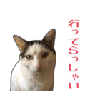 【関西弁】表情豊かな猫ちゃん達。6（個別スタンプ：30）