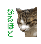 【関西弁】表情豊かな猫ちゃん達。6（個別スタンプ：31）