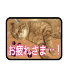 【関西弁】表情豊かな猫ちゃん達。6（個別スタンプ：32）