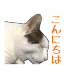 【関西弁】表情豊かな猫ちゃん達。6（個別スタンプ：34）