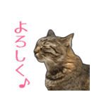 【関西弁】表情豊かな猫ちゃん達。6（個別スタンプ：35）