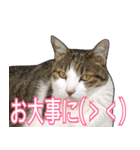 【関西弁】表情豊かな猫ちゃん達。6（個別スタンプ：37）