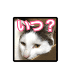 【関西弁】表情豊かな猫ちゃん達。6（個別スタンプ：39）