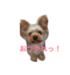 可愛いヨークシャテリア（個別スタンプ：1）