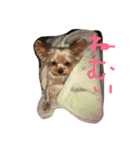可愛いヨークシャテリア（個別スタンプ：7）