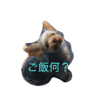 可愛いヨークシャテリア（個別スタンプ：11）