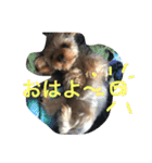 可愛いヨークシャテリア（個別スタンプ：14）