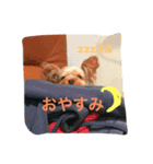 可愛いヨークシャテリア（個別スタンプ：20）