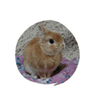 うさぎのちゅらちゃん（個別スタンプ：4）