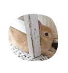 うさぎのちゅらちゃん（個別スタンプ：8）