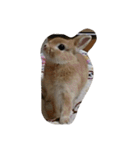 うさぎのちゅらちゃん（個別スタンプ：9）