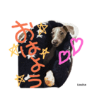ルイサちゃんスタンプ✨（個別スタンプ：13）