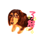 わが家のダックス実写すたんぷ（個別スタンプ：6）