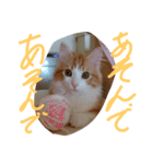 ネコですけど何か？（個別スタンプ：2）