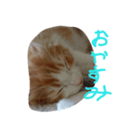 ネコですけど何か？（個別スタンプ：3）