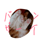 ネコですけど何か？（個別スタンプ：4）