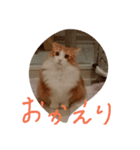 ネコですけど何か？（個別スタンプ：6）