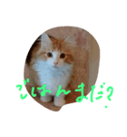 ネコですけど何か？（個別スタンプ：7）