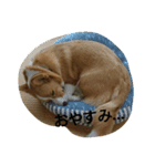 ヒコ丸の花丸スタンプ（個別スタンプ：1）