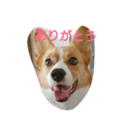ヒコ丸の花丸スタンプ（個別スタンプ：6）