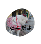 dix.neufstmp（個別スタンプ：4）