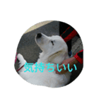 dix.neufstmp（個別スタンプ：7）