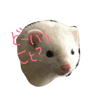ゴン太くんのスタンプ（個別スタンプ：2）