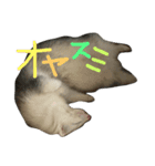 ゴン太くんのスタンプ（個別スタンプ：3）