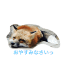 きつねちゃんのお家。（個別スタンプ：3）